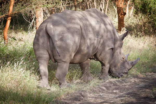 Rhinoceros Bandia Nature Reserve Senegal — Stock Photo, Image