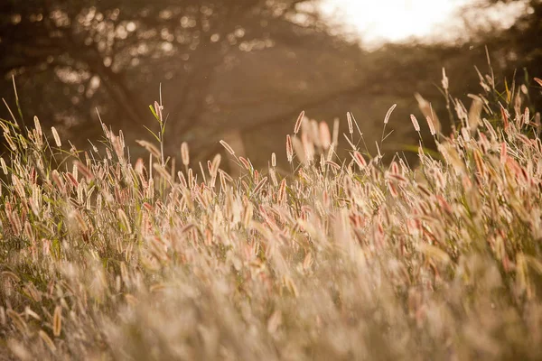 Západ Slunce Afrických Rákosí — Stock fotografie