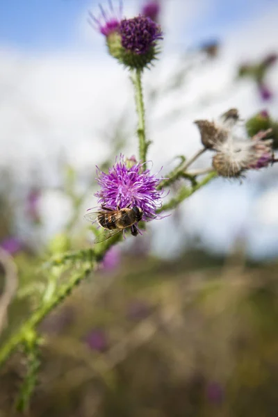 Biene Auf Der Futtersuche Einem Blütenkopf Der Milchdistel — Stockfoto
