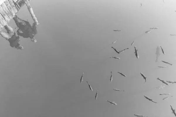 Fishes swimming in clear lake water with silhouettes of people watching reflecting in the water, \