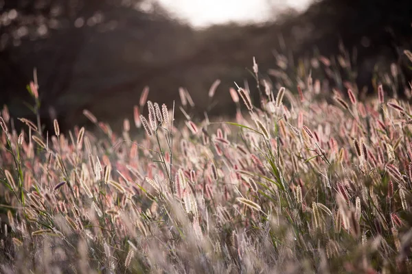 Sunset African Reeds — Stock Photo, Image