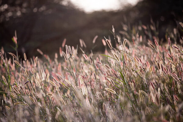 Sunset on African reeds