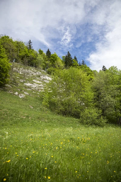 Landskap Jura Berg Med Blommande Grön Äng Schweitz — Stockfoto