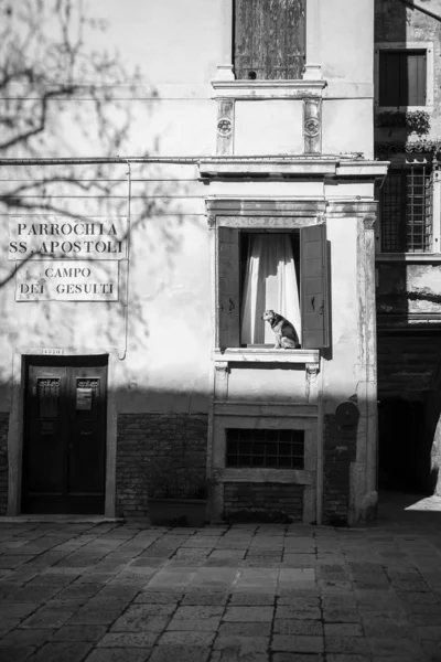 Perro Descansando Bajo Sol Una Ventana Venecia Italia — Foto de Stock