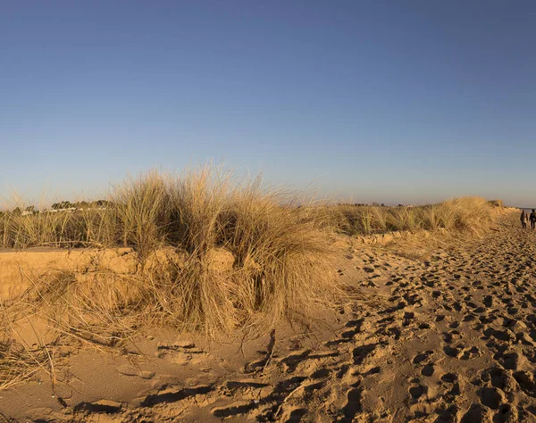 Sand Dunes Golden Sand Beach Grass Blue Sky Background — Stock Photo, Image