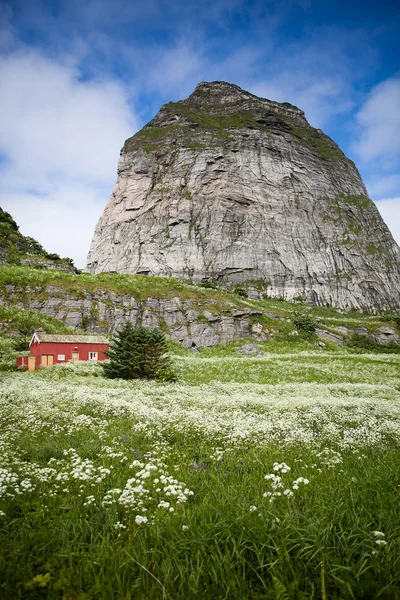 Hermosa Pradera Floreciente Contra Alta Montaña —  Fotos de Stock