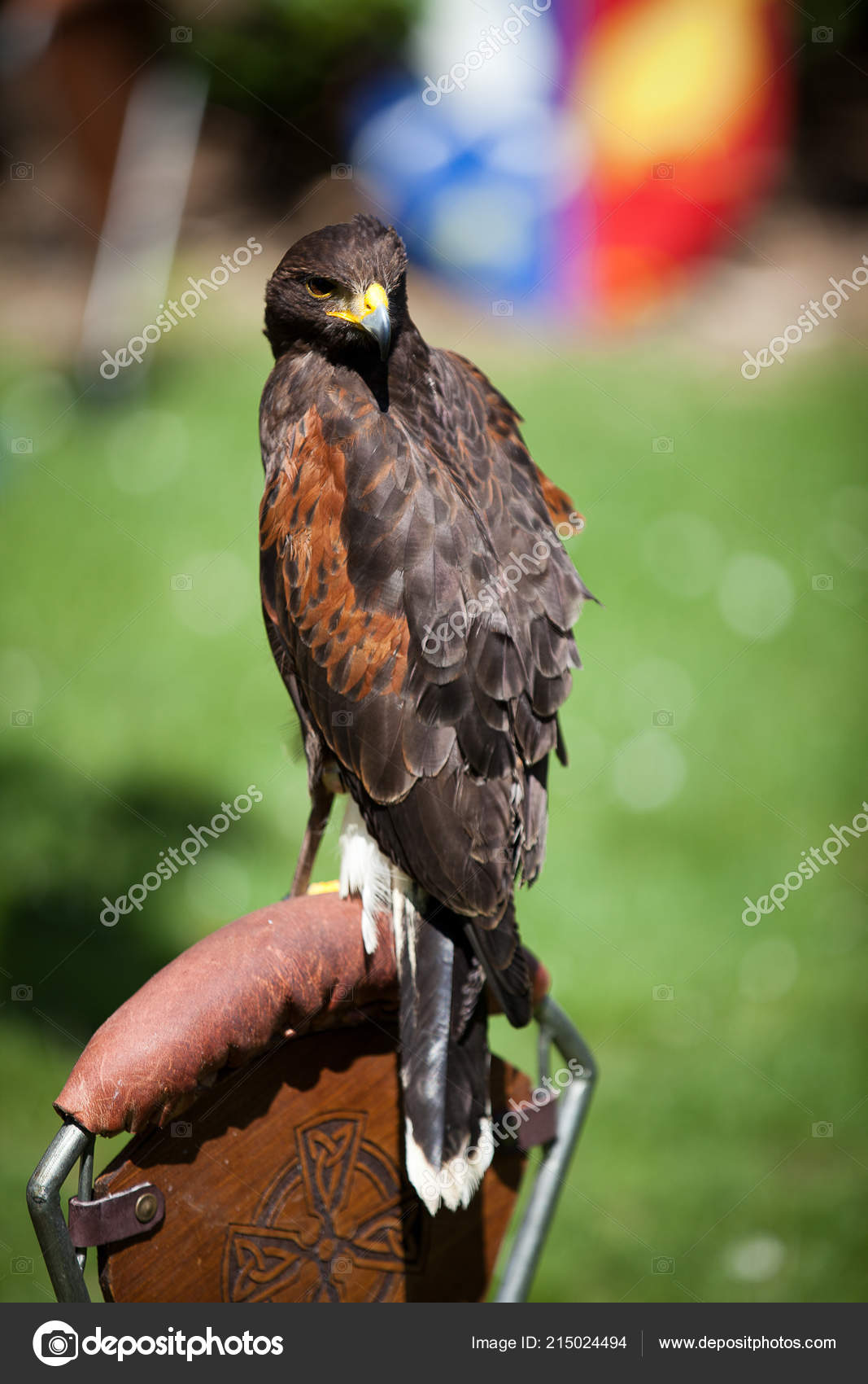 猎鹰猎鹰的假鸟——图库图片© MelanieLemahieu #215024494