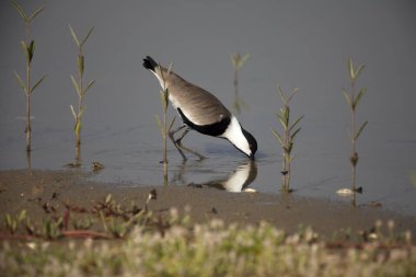 Çayırda kanatlı kanat çırpma
