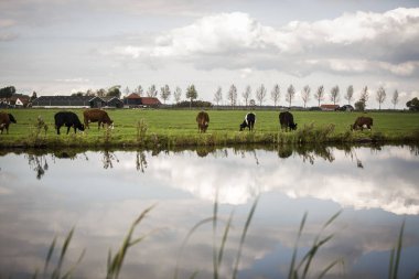 Hollanda Holstein süt tarlada otluyor, Hollanda