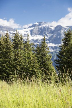 Bukolik yeşil yaz alp manzara, İsviçre Alpleri dağ masifi, kton du Valais, İsviçre