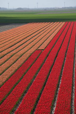 Hollanda'da bahar, kırmızı ve turuncu laleler tarlası