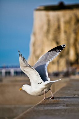 Seabird taking off, close up view 
