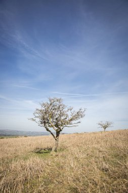 Mavi gökyüzü arka plan ile kuru sarı çim tepe üzerinde küçük ölü ağaç