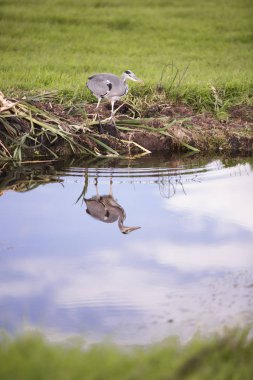 Gri balıkçıl, suya yansıyan bir kanal kenarında.