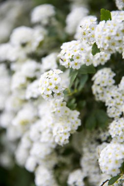 Beyaz Spiraea (Meadowsweet) Çiçekleri