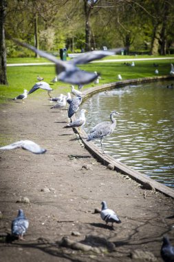 Büyük Mavi Heron (Ardea herodias) parkta etrafında uçan güvercinler tarafından surrpunded
