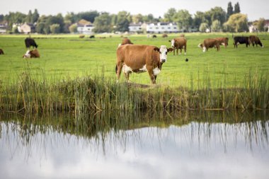 Hollanda Holstein süt tarlada otluyor, Hollanda