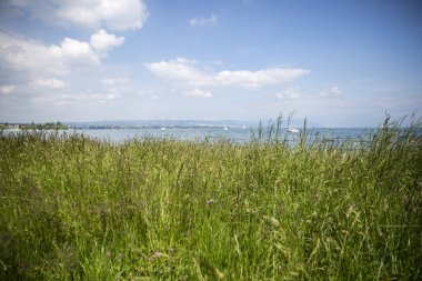 Cenevre Gölü manzarası - lac Leman - yeşil bir çayırdan