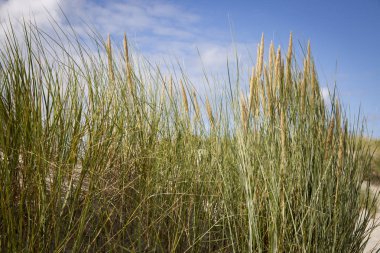 Yazın güneşli bir öğleden sonra rüzgardaki kum çimleri