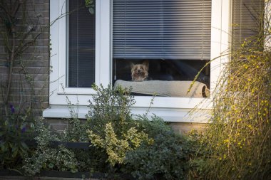 Küçük Yorkshire köpek bir pencerenin arkasından merakla bakıyor, Amsterdam, Hollanda