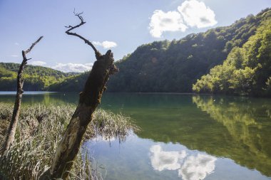 ölü ağaç gövdesi ve 