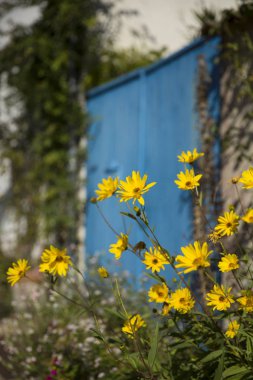 Sarı çiçekler ya da Kudüs Enginar Çiçeği Helianthus salicifolius arka planı mavi ahşap kapılı bir bahçede