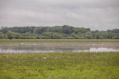 nature landscape with wetland of Lonjsko Polje, Cratia