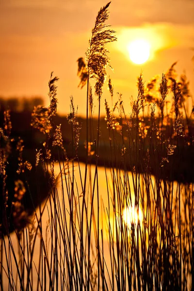 Sonnenuntergang Auf Einem Holländischen Kanal Durch Das Hinterleuchtete Schilfgras — Stockfoto