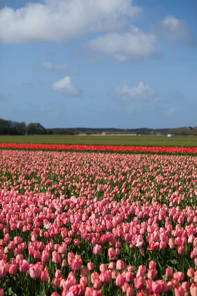 Primavera Holanda Campo Tulipanes Rosados Con Cielo Azul Fondo Nubes — Foto de Stock