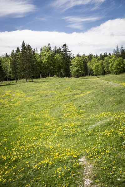 Bucolic Mountain Landskap Med Blommande Grön Äng Jura Schweiz — Stockfoto