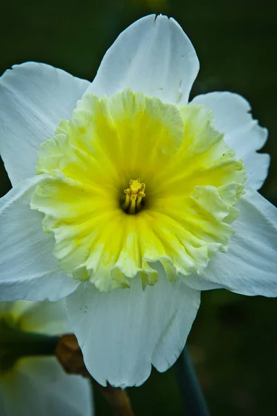 Весна Нидерландах Изолированный Нарцисс — стоковое фото