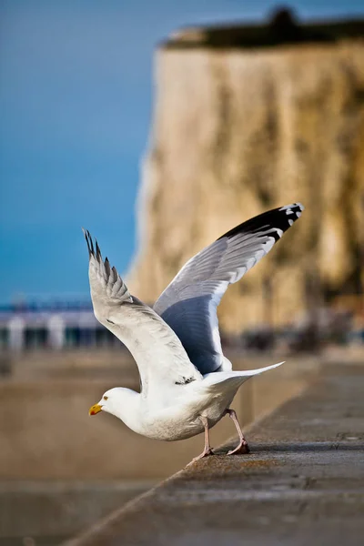 Seabird Taking Close View — Stock Fotó