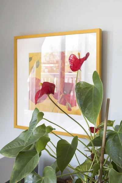 stock image Anthurium green plant with red flowers in front of a drawing of rwd poppies in a frame on the wall