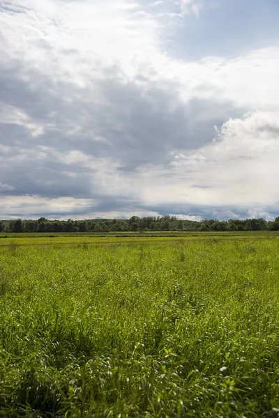 Grön Fält Och Dramatisk Gråhimmel Lonjsko Polje Kroatien — Stockfoto