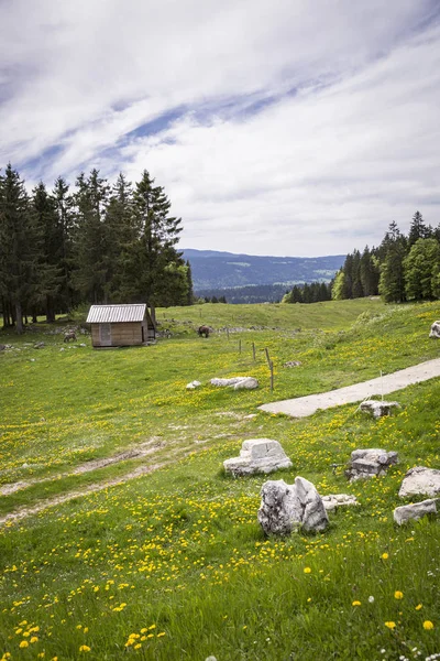 Bucolic Mountain Landskap Med Blommande Grön Äng Jura Schweiz — Stockfoto