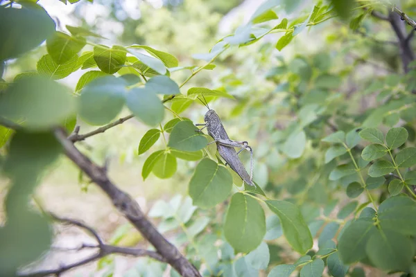 绿叶之间一棵树的树枝上的蝗虫 — 图库照片
