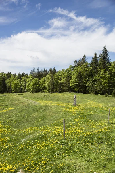 Paisagem Montanhosa Bucólica Com Prado Verde Florescente Jura Suíça — Fotografia de Stock