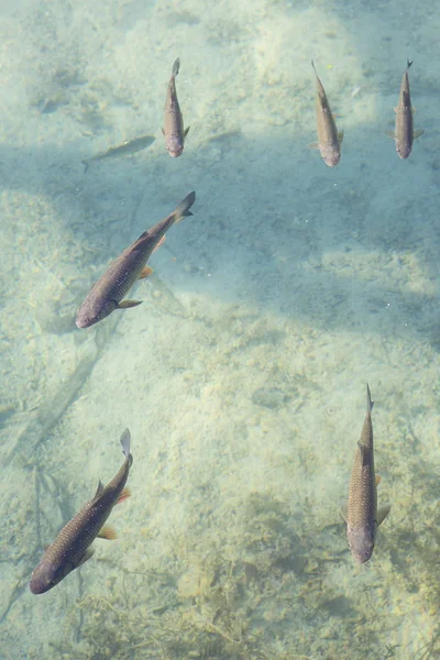 Риби Купання Ясній Воді Озера Національний Парк Плітвицькі Озера Хорватія — стокове фото