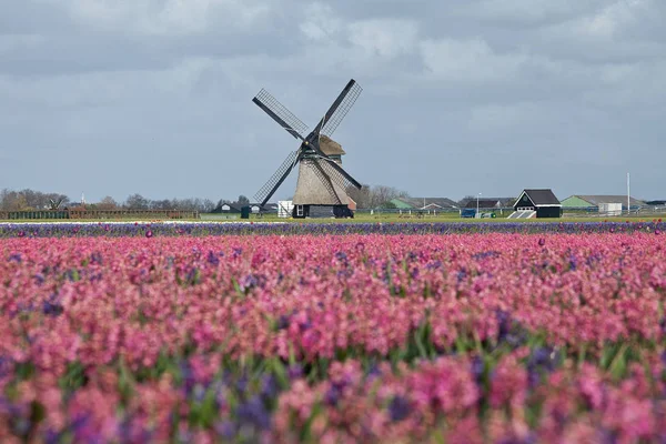Primavera Holanda Campo Tulipanes Rosados Con Molino Viento Fondo — Foto de Stock