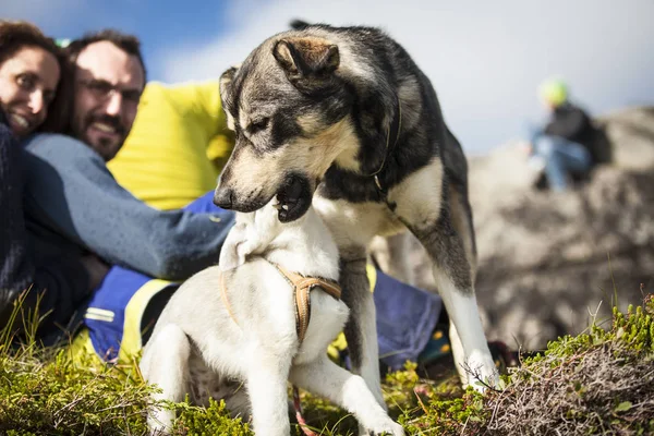 Traena Noruega Julio 2015 Personas Audiencia Con Sus Perros Cachorro — Foto de Stock