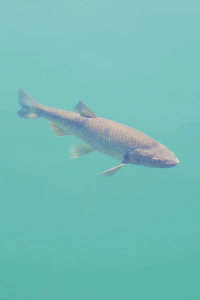 Big Carp Swimming Clear Lake Water Plitvice Lakes National Park — Stock Photo, Image