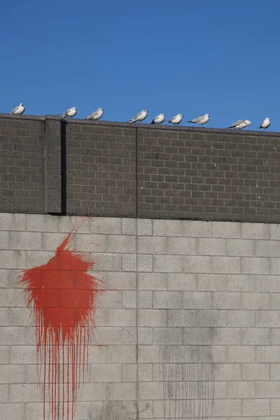 Renkli Kırmızı Boyalı Beton Tuğla Duvar Sıçradı Deniz Kuşları Parlak — Stok fotoğraf