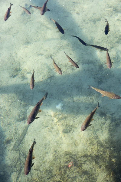 fishes swimming in clear lake water, \