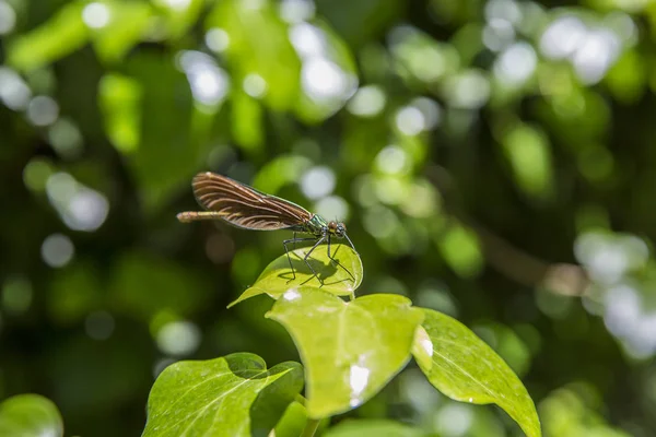 Blaue Libelle Ruht Friedlich Auf Einem Blatt — Stockfoto