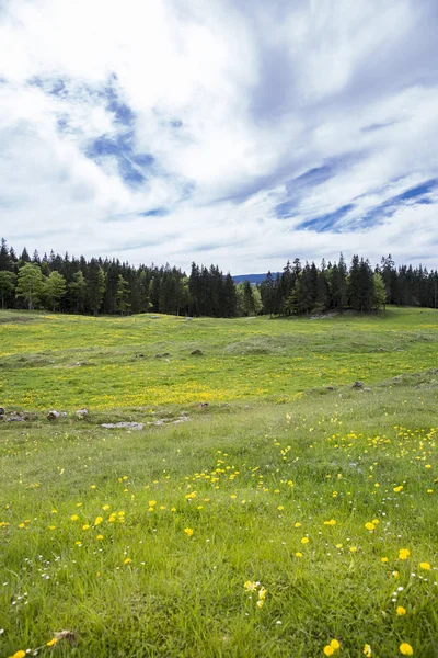 Bucolická Horská Krajina Kvetoucí Zelenou Loukou Jura Švýcarsko — Stock fotografie