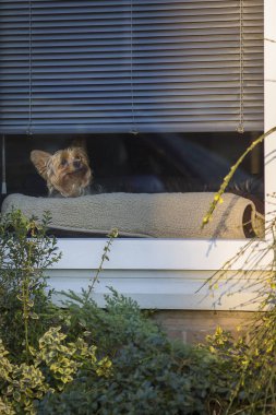 Küçük Yorkshire köpek bir pencerenin arkasından merakla bakıyor, Amsterdam, Hollanda