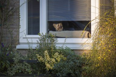 Küçük Yorkshire köpek bir pencerenin arkasından merakla bakıyor, Amsterdam, Hollanda