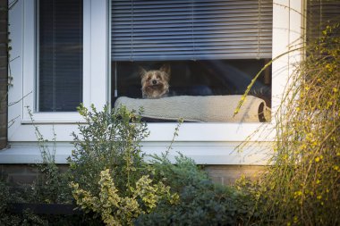 Küçük Yorkshire köpek bir pencerenin arkasından merakla bakıyor, Amsterdam, Hollanda