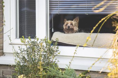 Küçük Yorkshire köpek bir pencerenin arkasından merakla bakıyor, Amsterdam, Hollanda