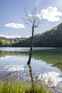ölü ağaç gövdesi ve 